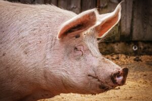 Oleje sojowe dla zwierząt – ekonomiczne i zdrowe
